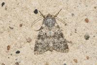 Polymixis flavicincta