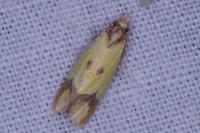 Agapeta zoegana