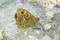 Lasiommata megera