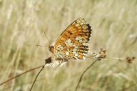 Melitaea phoebe