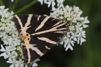 Euplagia quadripunctaria