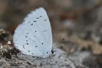Celastrina argiolus