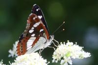 Limenitis reducta
