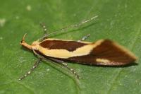 Harpella forficella