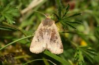 Conistra erythrocephala