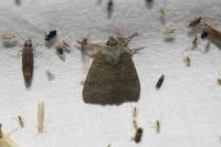 Ipimorpha subtusa