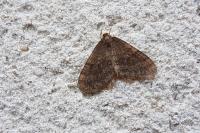 Operophtera brumata