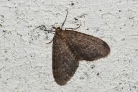 Operophtera brumata