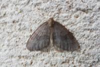Operophtera brumata