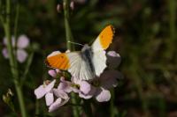 Anthocharis cardamines