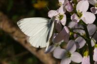 Pieris napi
