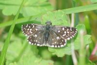 Pyrgus malvae