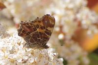 Araschnia levana