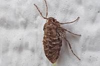 Operophtera brumata