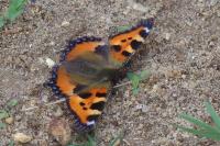Aglais urticae