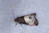 Notocelia cynosbatella