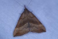 Hypena proboscidalis