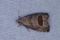 Notocelia uddmanniana