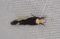 Monopis monachella