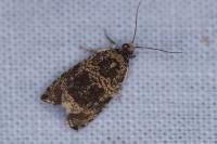 Celypha lacunana