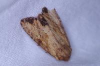 Apamea sublustris