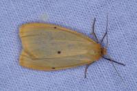 Cybosia mesomella