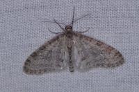 Trichopteryx carpinata