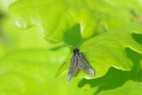 Adela reaumurella