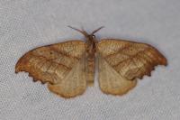Falcaria lacertinaria
