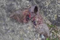 Smerinthus ocellatus ocellatus