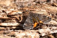 Boudinotiana notha