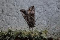 Autographa gamma