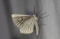 Siona lineata
