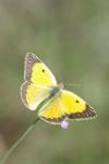 Colias crocea