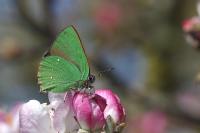 Callophrys rubi