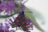 Zygaena ephialtes