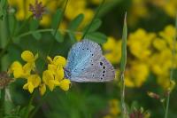 Glaucopsyche alexis