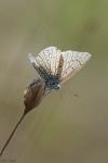 Lysandra bellargus
