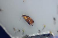 Ptycholoma lecheana