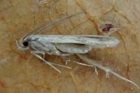 Borkhausenia nefrax