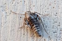 Operophtera brumata