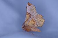 Selenia lunularia