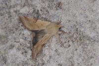 Heliothis peltigera