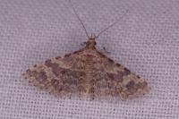 Alucita hexadactyla