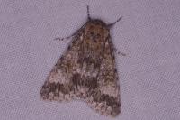Acronicta megacephala