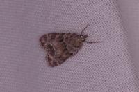 Eudonia mercurella