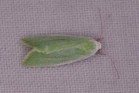Earias clorana