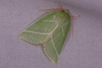 Pseudoips prasinanus