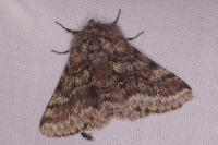 Lycia hirtaria