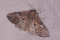 Tethea ocularis